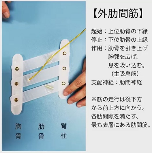 関節運動3